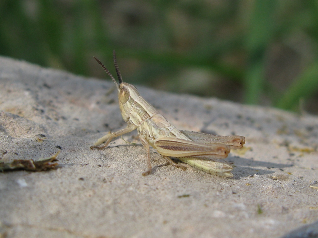 Euchorthippus declivus